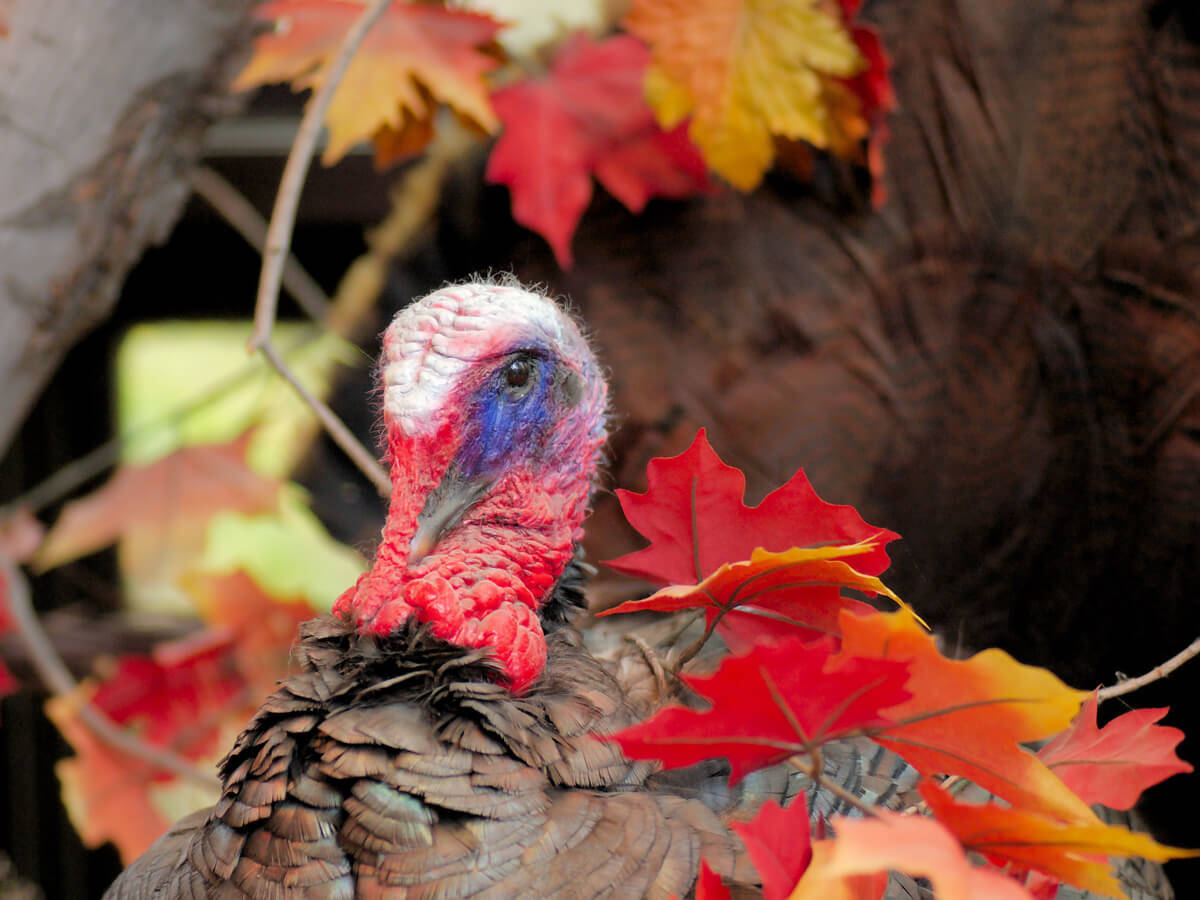 Holidays are coming!